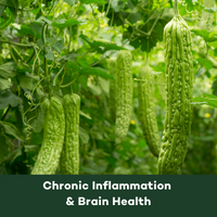 Phytomed Blog chronic inflammation & brain health